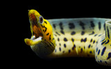 Yellow-Head Moray Eel