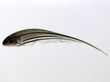 Glass Knifefish (Eigenmannia virescens)