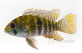 ​The Electric Blue Acara