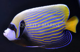 Emperor Angelfish