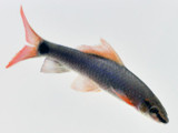 The Rainbow Shark (Epalzeorhynchus frenatum)