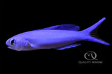 Experts Only - Tilefish