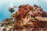 Fiji's cyclone-ravaged coral reefs show "remarkable recovery"