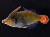 Highly Underrated Fish - MAC Orangetail Filefish