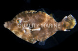 Cute and Useful: The Matted "Aiptasia-eating" Filefish