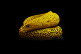 Gymnothorax miliaris - Fire Coral
