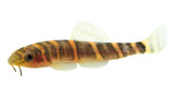 Fire-eyed Loach