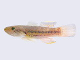 The adaptable Ornate Sleeper Goby (Giuris margaritacea)