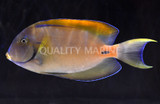 Fowlers Surgeonfish (Acanthurus fowleri)