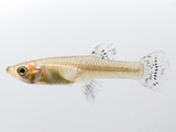 The Mosquitofish (Gambusia affinis)