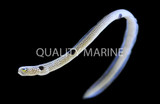 The Garden Eel