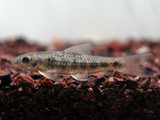 Spotted Garra (Garra spilota)