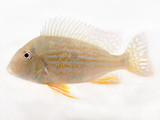 "Altifronos " Eartheater Cichlid (Geophagus altifrons)