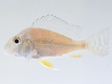 Red Stripe Eartheater (Geophagus surinamensis)