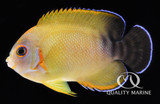 The Mystery of Marine Hybrids