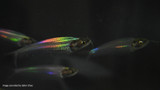 How this little see-through fish gets its rainbow shimmer