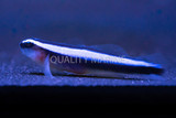 The Blue Neon Goby