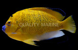 Aquacultured Goldflake Angel (Apolemichthys xanthopunctatus)