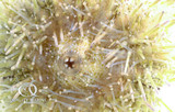 Green Sea Urchin