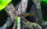 Sustainable Swordtails