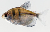 Black Skirt Tetra (Gymnocorymbus ternetzi)