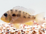 The Coolest Fishes: Species That Don’t Need A Heater
