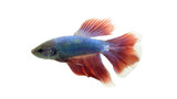 Halfmoon Salamander Male Betta