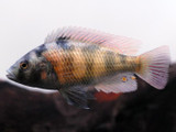 Red Fin Obliquidens Cichlid (Haplochromis sp.)