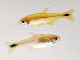 Silvertip Tetra (Hasemania nana)