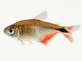 Buenos Aires Tetra (Hyphessobrycon caudovittatus)