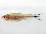 Rummynose Tetra (Hemigrammus bleheri)