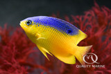Highly Underrated Fish - Beau Gregory