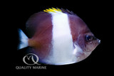 Highly Underrated Fish - Black Zoster