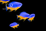 Highly Underrated Fish - Chrysiptera Crazy