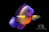 Highly Underrated Fish - Coral Beauty