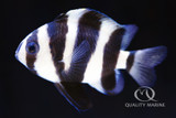 Highly Underrated fish - The Footballer Damsel