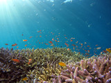 Coral Reef Growth is One of Nature's Wonders