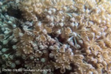 How a soft coral moves its tentacles in perfect synchronization without a brain