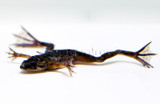 African Dwarf Frog (Hymenochirus curtipes)