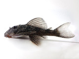 Stardust L-262 Plecostomus (Hypancistrus sp. L-262)