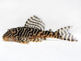 Gypsy King Pleco (Hypancistrus sp. L066)
