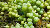 Popular Piscenes - Borbonius Anthias
