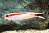 Revisited: Hoplolatilus Tilefish