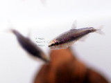 Emperor Super Blue Tetra fish (Inpaichthys kerri)