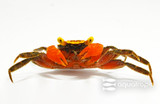 Interesting Inverts - Mandarin Vampire Crabs