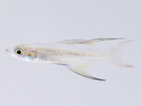 Featherfin Rainbowfish (Iriatherina werneri)