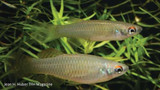 Aquarium Science: New species description Procatopus websteri 