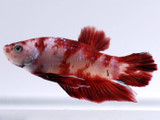 Male Roundtail Koi Betta (Betta splendens)