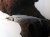 Glass Catfish (Kryptopterus vitreolus)