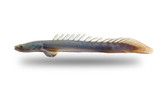 Lapradei Bichir